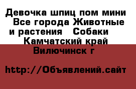 Девочка шпиц пом мини - Все города Животные и растения » Собаки   . Камчатский край,Вилючинск г.